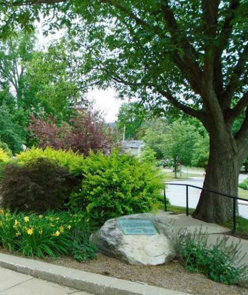 MANSFIELD STATE NORMAL SCHOOL MEMORIAL ELM TREES
