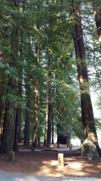 NATIONAL TRIBUTE GROVE WAR MEMORIAL