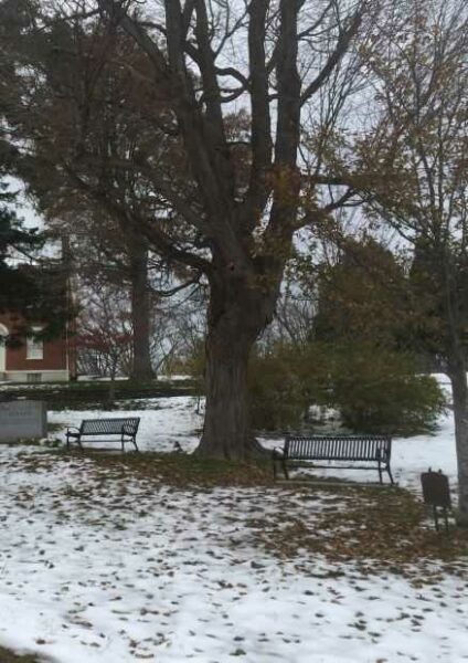 ATHERNS WORLD WAR MEMORIAL TREE
