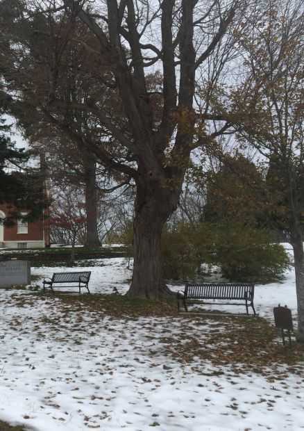 ATHERNS WORLD WAR MEMORIAL TREE