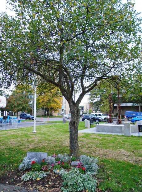CORTLAND COUNTY POW/MIA FREEDOM TREE MEMORIAL