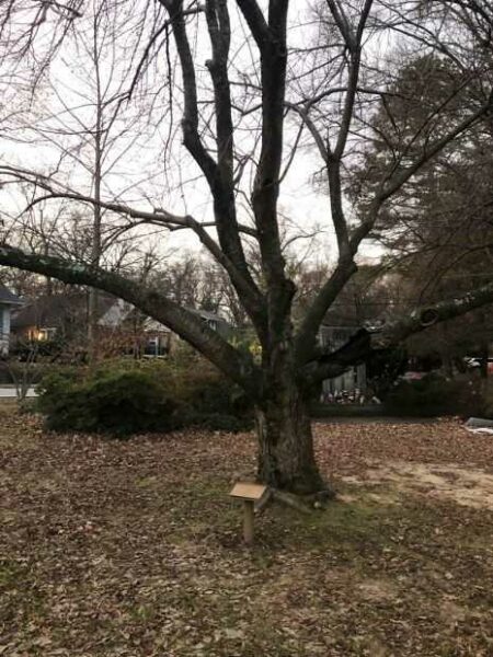 SGT. CHRISTOPHER THORNTON MEMORIAL TREE