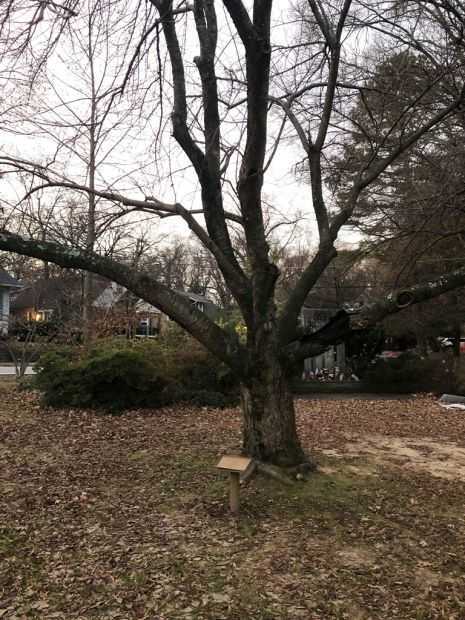 SGT. CHRISTOPHER THORNTON MEMORIAL TREE