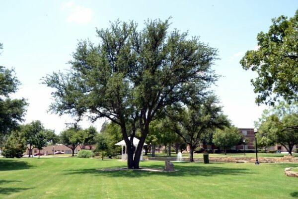HARDIN-SIMMONS UNIVERSITY SUPREME SACRIFICE MEMORIAL TREE