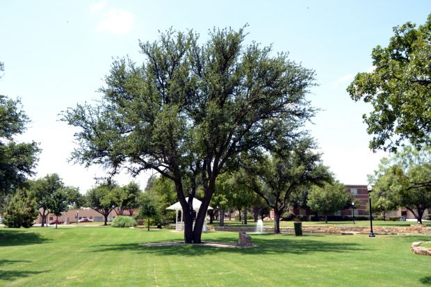 HARDIN-SIMMONS UNIVERSITY SUPREME SACRIFICE MEMORIAL TREE