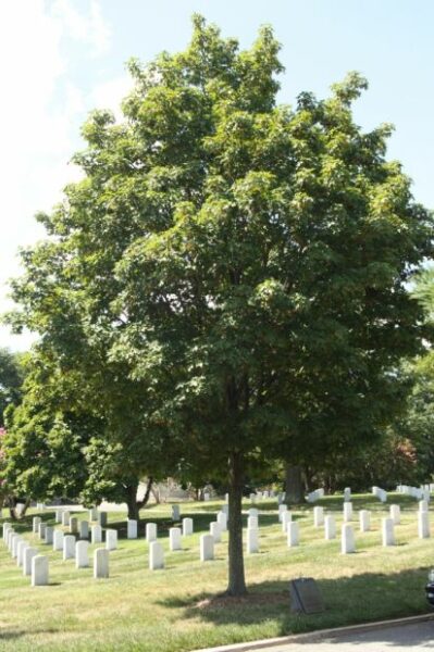 THE TUSKEGEE AIRMEN  OF WORLD WAR II MEMORIAL TREE