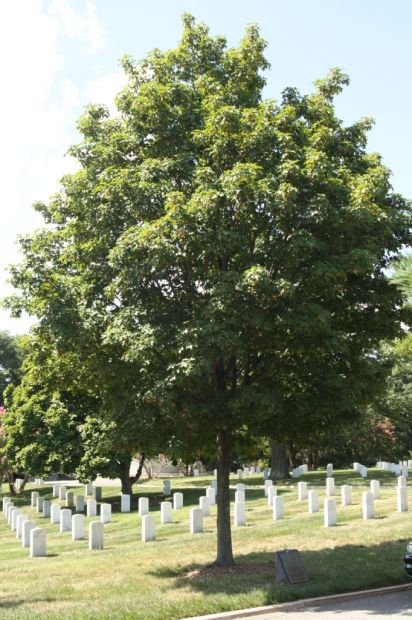THE TUSKEGEE AIRMEN  OF WORLD WAR II MEMORIAL TREE