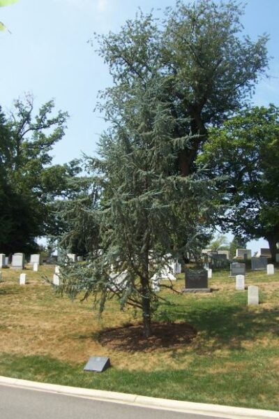 COOKS, STEWARDS AND MESSMEN WAR MEMORIAL TREE