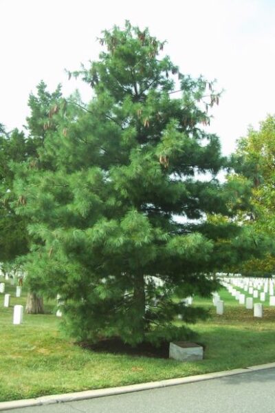 MONTFORD POINT MARINES WAR MEMORIAL TREE