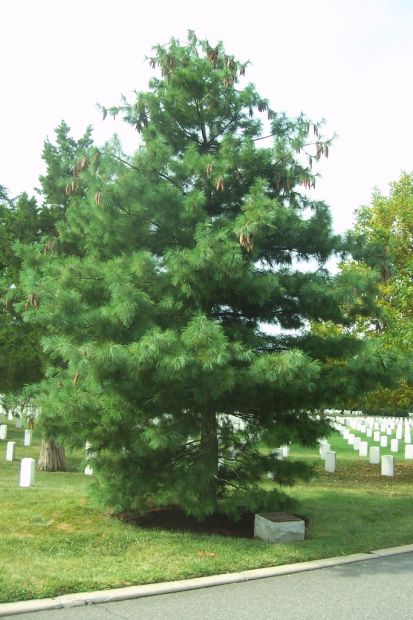 MONTFORD POINT MARINES WAR MEMORIAL TREE