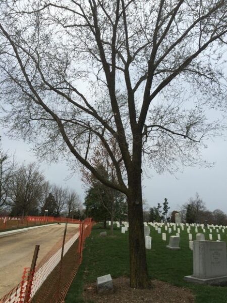 MERRILL’S MARAUDERS WAR MEMORIAL TREE
