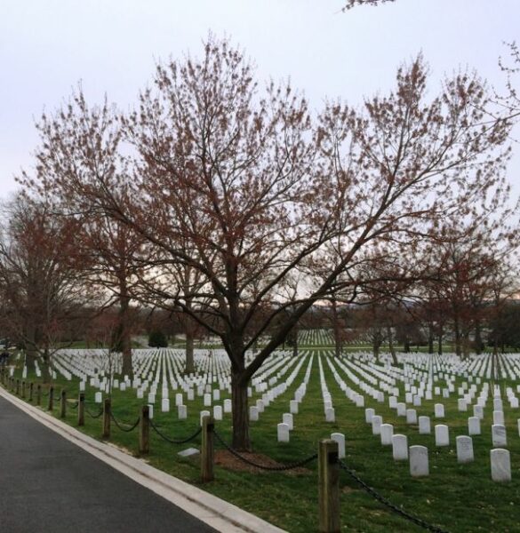 CIVIL AIR PATROL WAR MEMORIAL TREE