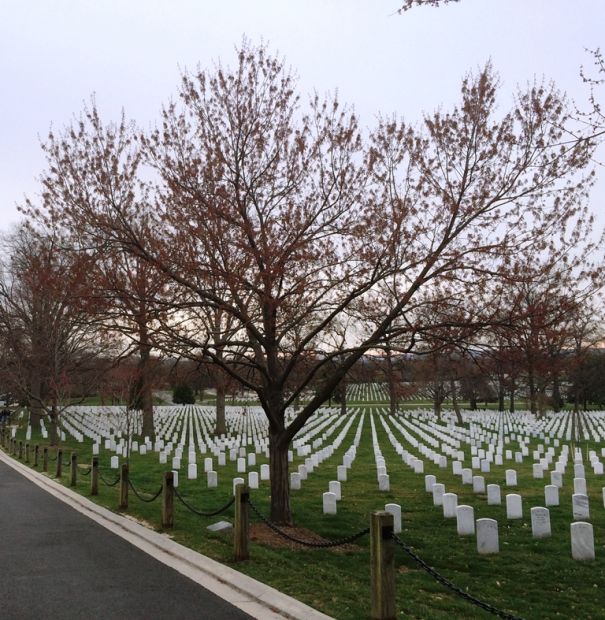 CIVIL AIR PATROL WAR MEMORIAL TREE
