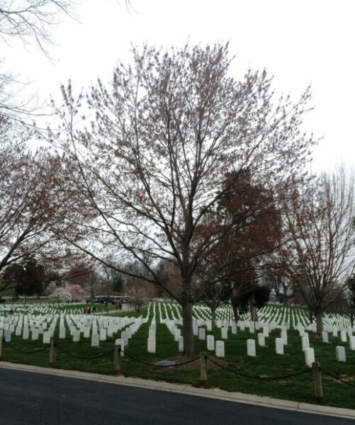 AMPHIBIOUS SCOUTS AND RAIDERS WORLD WAR II MEMORIAL TREE