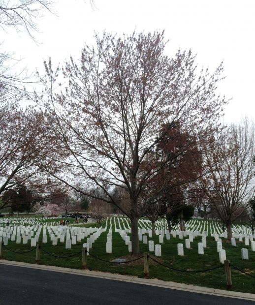 AMPHIBIOUS SCOUTS AND RAIDERS WORLD WAR II MEMORIAL TREE