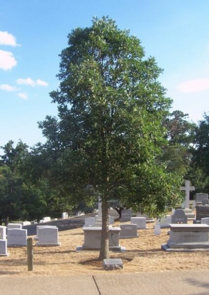 AMERICAN VOLUNTEER GROUP WAR MEMORIAL TREE
