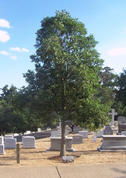 AMERICAN VOLUNTEER GROUP WAR MEMORIAL TREE