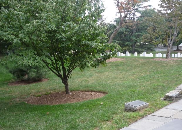 AMERICAN DEFENDERS OF BATAAN AND CORREGIDOR MEMORIAL TREE