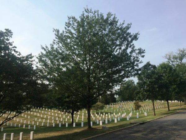 96TH INFANTRY DIVISION, U.S. ARMY WAR MEMORIAL TREE