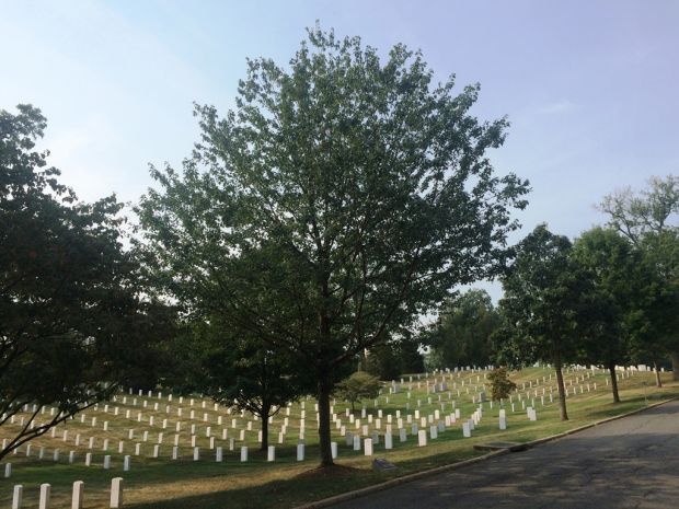 96TH INFANTRY DIVISION, U.S. ARMY WAR MEMORIAL TREE