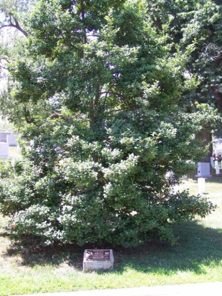 93RD BOMBARDMENT GROUP (HEAVY) WAR MEMORIAL TREE