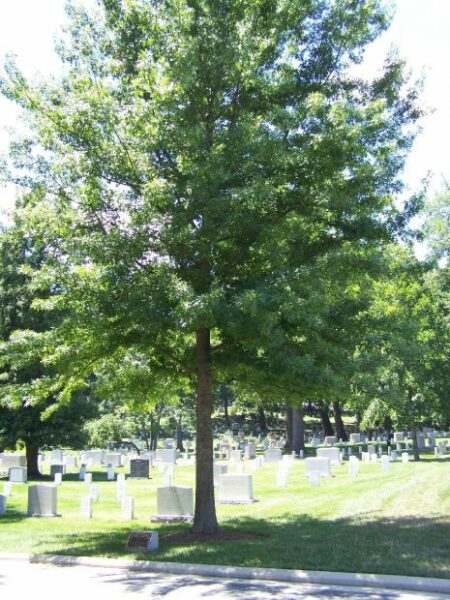 63RD INFANTRY DIVISION WAR MEMORIAL TREE