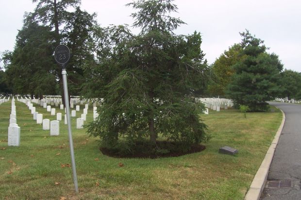 555TH PARACHUTE INFANTRY BATTALION MEMORIAL TREE