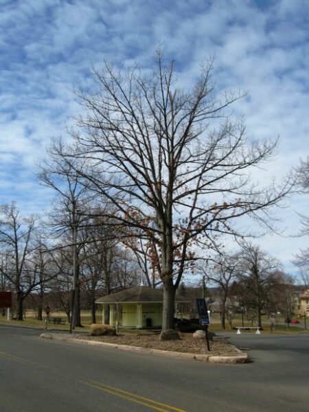 100 BIRTHDAY OF FREEDOM TREE MEMORIAL