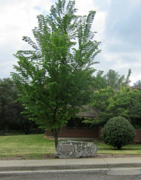 LOOMIS LIBERTY TREE MEMORIAL