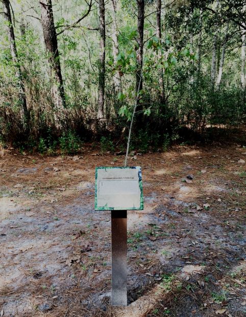 KENNESAW MOUNTAIN WHITE OAK WAR MEMORIAL TREE