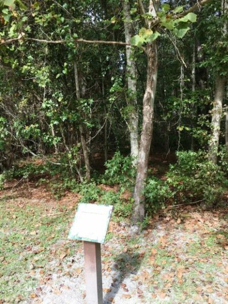 GETTYSBURG AMERICAN SYCAMORE WAR MEMORIAL TREE