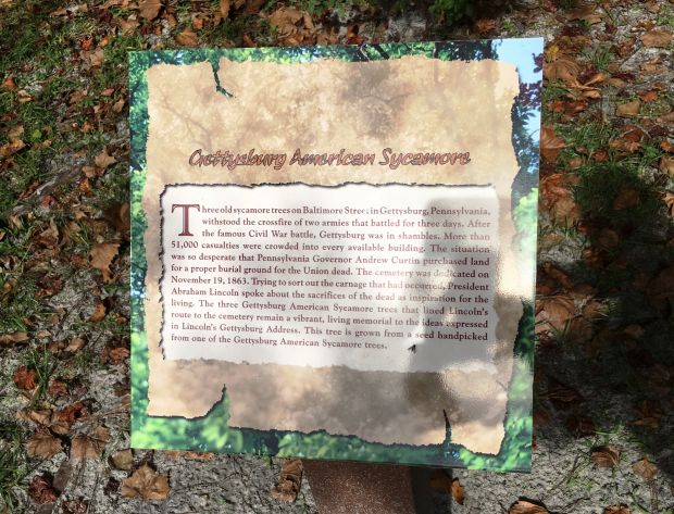 GETTYSBURG AMERICAN SYCAMORE WAR MEMORIAL TREE PLAQUE