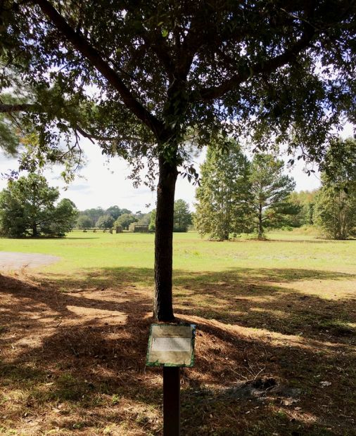 FORT FISHER LIVE OAK WAR MEMORIAL TREE