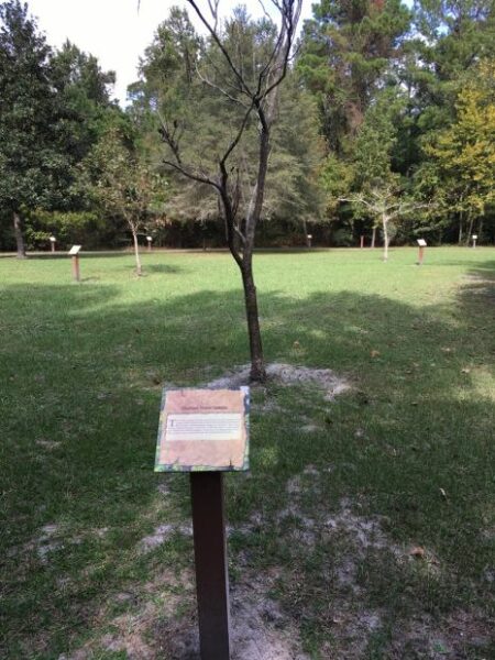 CHATHAM HOUSE CATALPA WAR MEMORIAL TREE