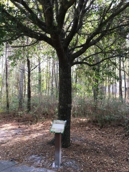 BATTLE OF SELMA LIVE OAK WAR MEMORIAL TREE