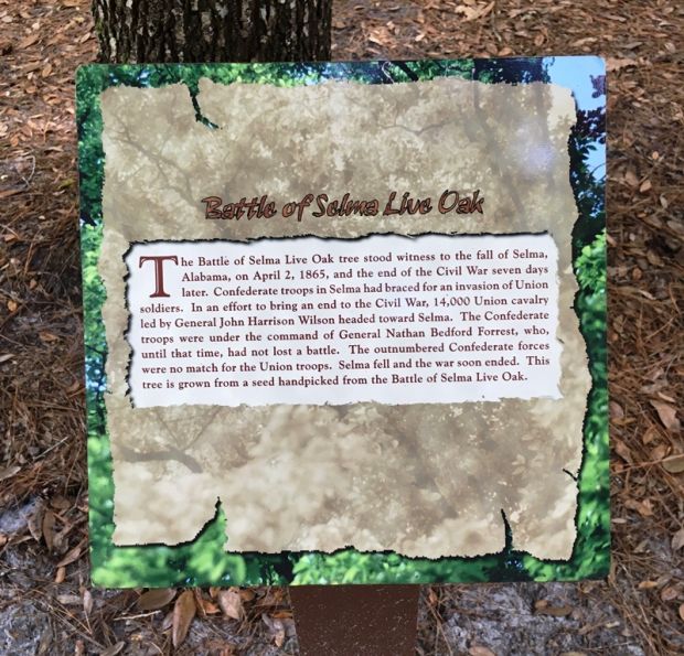BATTLE OF SELMA LIVE OAK WAR MEMORIAL TREE PLAQUE