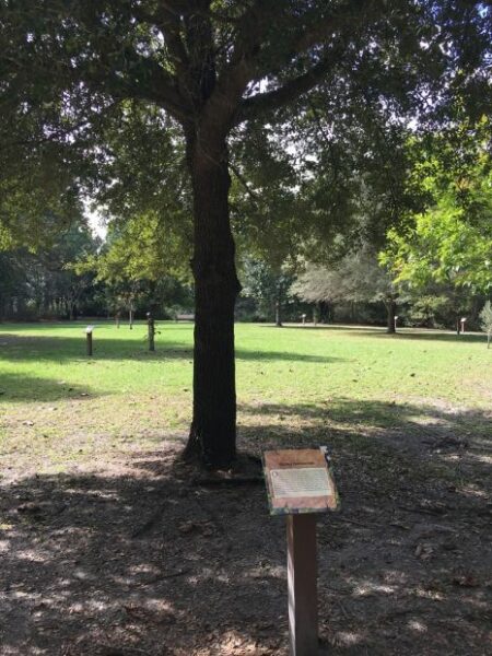 BATTERY PARK LIVE OAK WAR MEMORIAL TREE