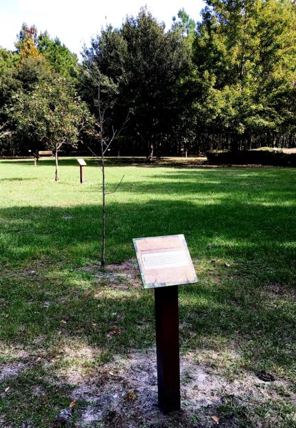 APPOMATTOX COURT HOUSE TULIP POPLAR WAR MEMORIAL TREE
