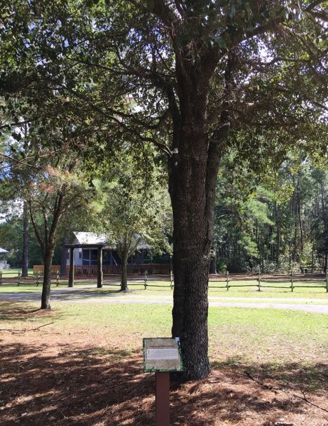 APALACHICOLA HARBOR LIVE OAK WAR MEMORIAL TREE