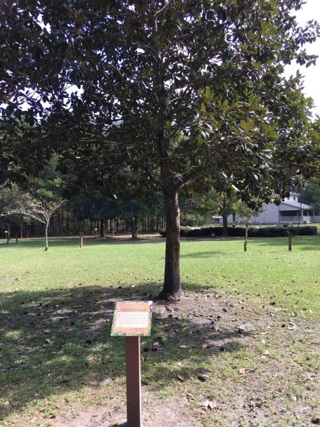 ANDERSONVILLE SOUTHERN MAGNOLIA WAR MEMORIAL TREE