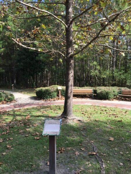 ANTIETAM SYCAMORE WAR MEMORIAL TREE