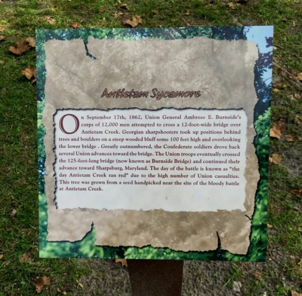 ANTIETAM SYCAMORE WAR MEMORIAL TREE PLAQUE
