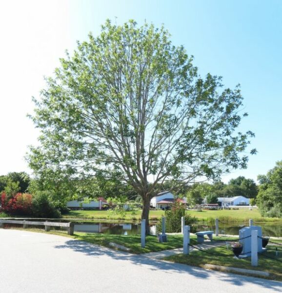 WORLD WAR II COMMEMORATIVE TREE MEMORIAL
