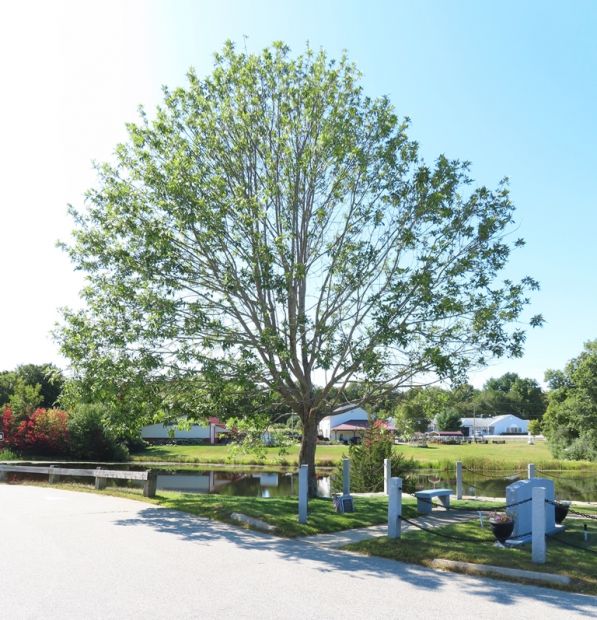 WORLD WAR II COMMEMORATIVE TREE MEMORIAL