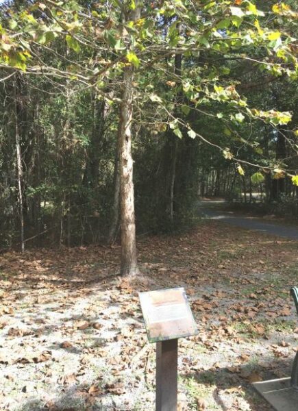 ULYSSES S. GRANT SYCAMORE WAR MEMORIAL TREE