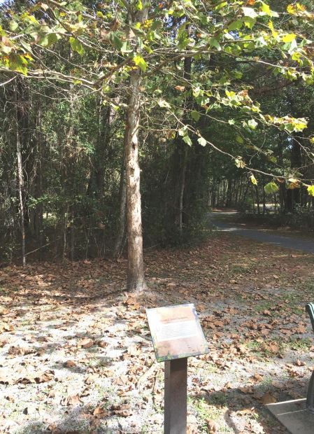 ULYSSES S. GRANT SYCAMORE WAR MEMORIAL TREE