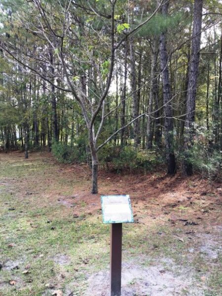 SHILOH SILVER MAPLE WAR MEMORIAL TREE