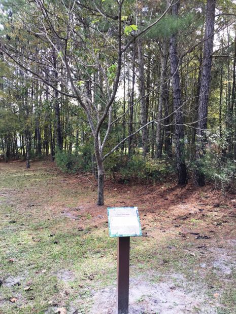 SHILOH SILVER MAPLE WAR MEMORIAL TREE