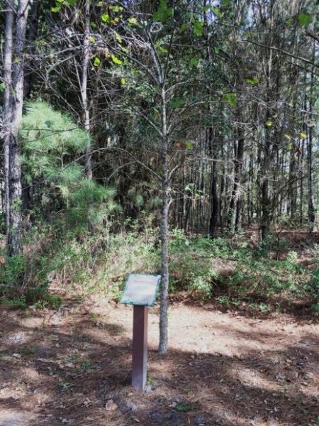 SEMINARY RIDGE WHITE OAK WAR MEMORIAL TREE
