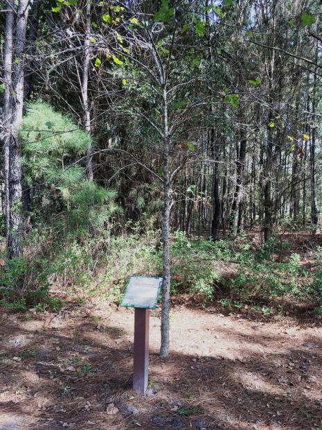 SEMINARY RIDGE WHITE OAK WAR MEMORIAL TREE